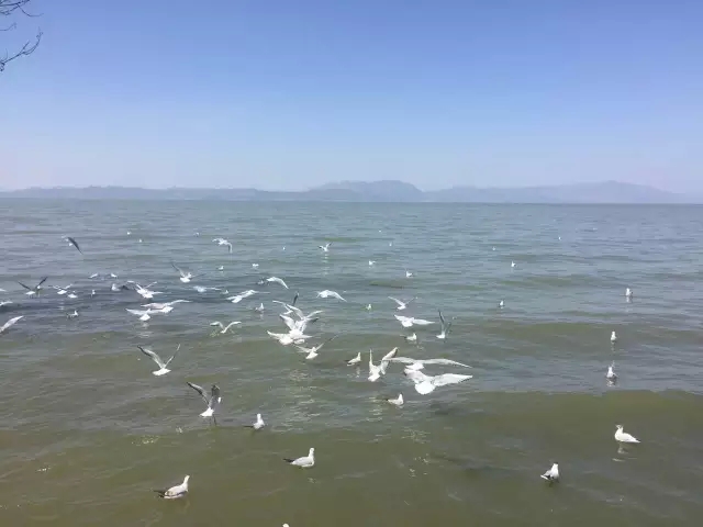 hua (14)