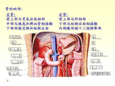 肾脏概述