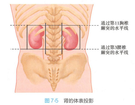 肾脏位置